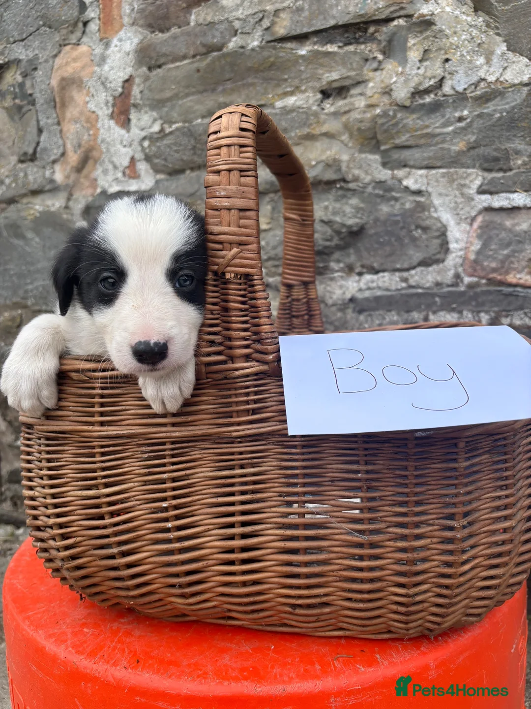 Border Collie dogs for sale: 6 border collie puppies  - Advert 2