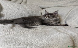 Maine Coon cats for sale: Stunning Maine Coon kittens - Image 7