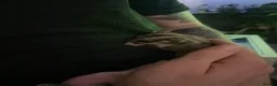 Sugar Glider rodents for sale: 2 female sugar gliders  in Chester - Advert 8