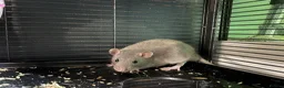 Rat rodents for sale: 2 gorgeous male rats  - Advert 5