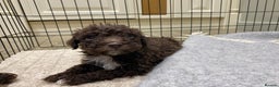 Lagotto Romagnolo dogs for sale: Lagotto Romagnolo puppies  - Advert 30