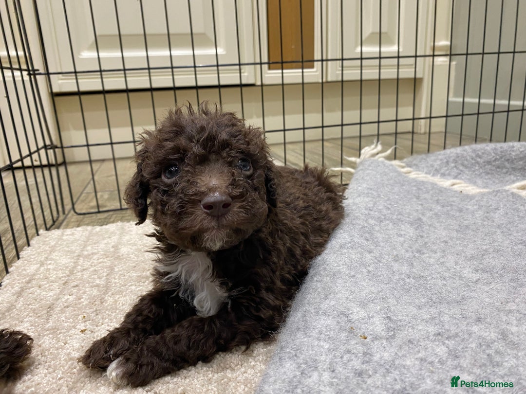 Lagotto Romagnolo dogs for sale: Lagotto Romagnolo puppies  - Advert 30