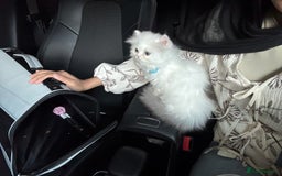Munchkin cats for sale: Persian short legged munchkin  - Image 4