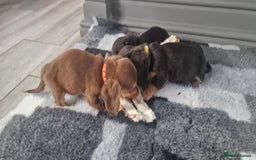 Miniature Dachshund dogs for sale: Miniature Dachshund puppies Longhaired & Smooth  - Image 7