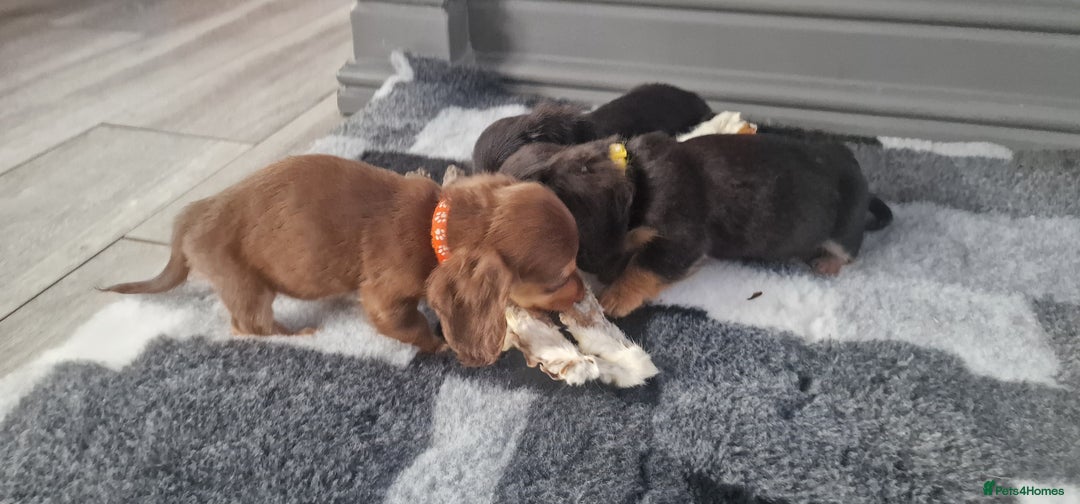 Miniature Dachshund dogs for sale: Miniature Dachshund puppies Longhaired & Smooth  - Image 7