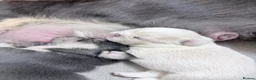 French Bulldog dogs for sale: Amazing quality French bulldog puppies  - Advert 4