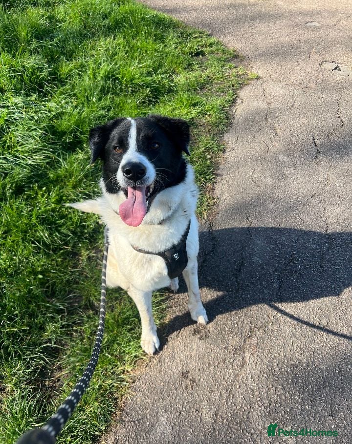 Mixed Breed dogs Alfie pryean cross collie - Advert 15