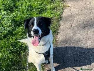 Mixed Breed dogs Alfie pryean cross collie - Advert 1