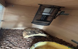 Python Snake reptiles for sale: Male Banana/caramel royal python with full set up  - Image 10