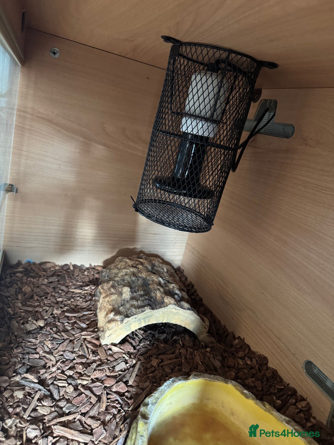 Python Snake reptiles for sale: Male Banana/caramel royal python with full set up  - Image 10