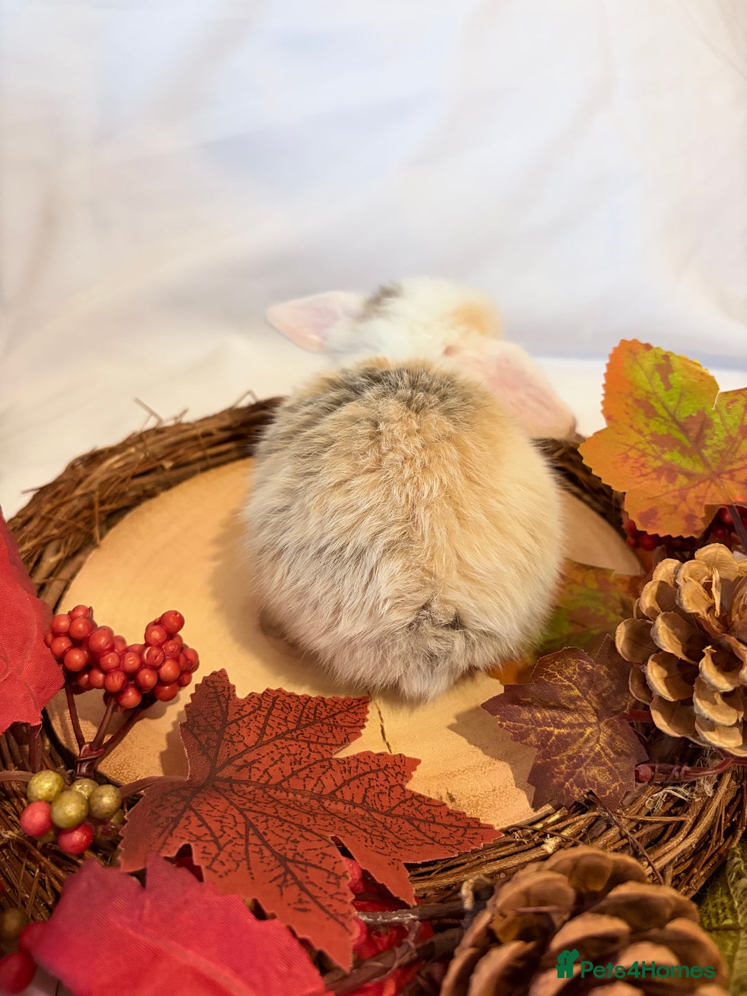 Mini Lop rabbits for sale: Gorgeous Pure Bred Mini Lops 💛 | RESERVE NOW 🐰 - Image 15