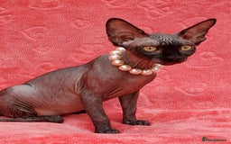 Sphynx cats for sale: Amazing kittens !!! in Maidstone - Image 14