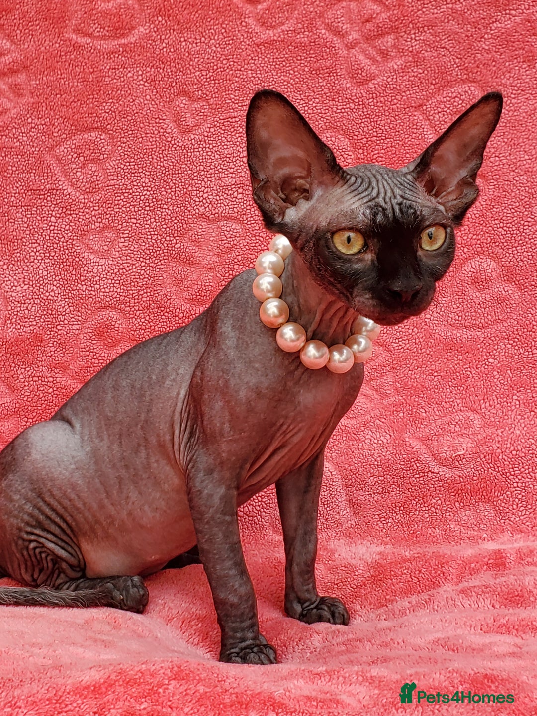 Sphynx cats for sale: Amazing kittens !!! in Maidstone - Image 14