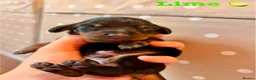 Miniature Dachshund dogs for sale: Beautiful pedigree miniature dachshund  - Advert 4