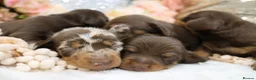 Miniature Dachshund dogs for sale: KC Miniature Dachshund Puppies - Advert 1