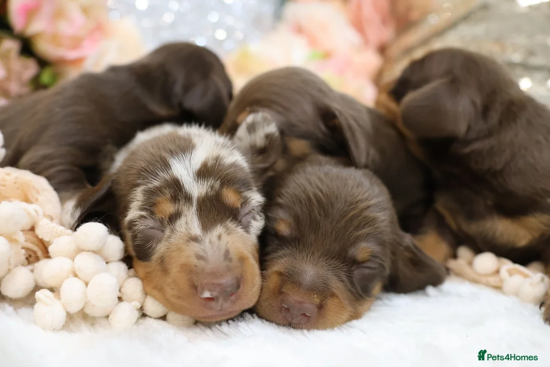 Miniature Dachshund dogs for sale: KC Miniature Dachshund Puppies - Advert 1