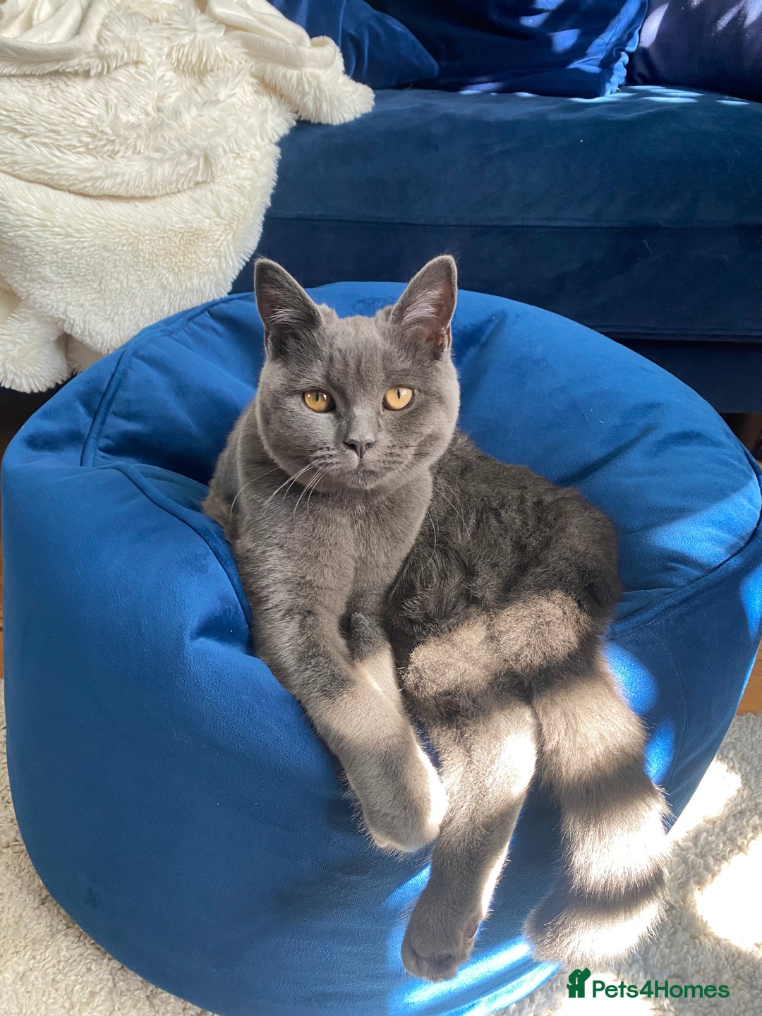 British Shorthair cats for sale: Female Blue British Shorthair 2 years old  - Advert 1