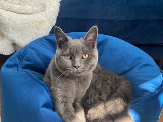 British Shorthair cats Female Blue British Shorthair 2 years old - Advert 15