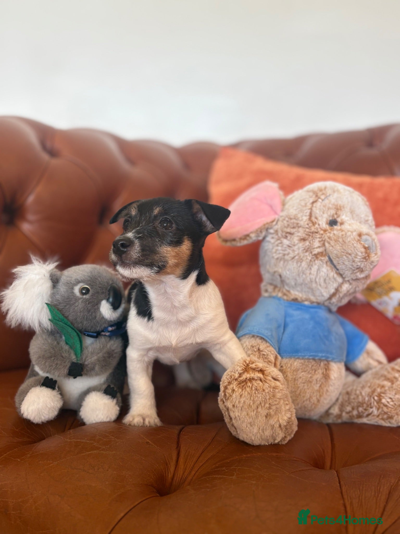 Jack Russell dogs Last little girl available  - Advert 9