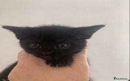 Mixed Breed cats for sale: Boy kitten looking for he’s for ever home  - Image 10
