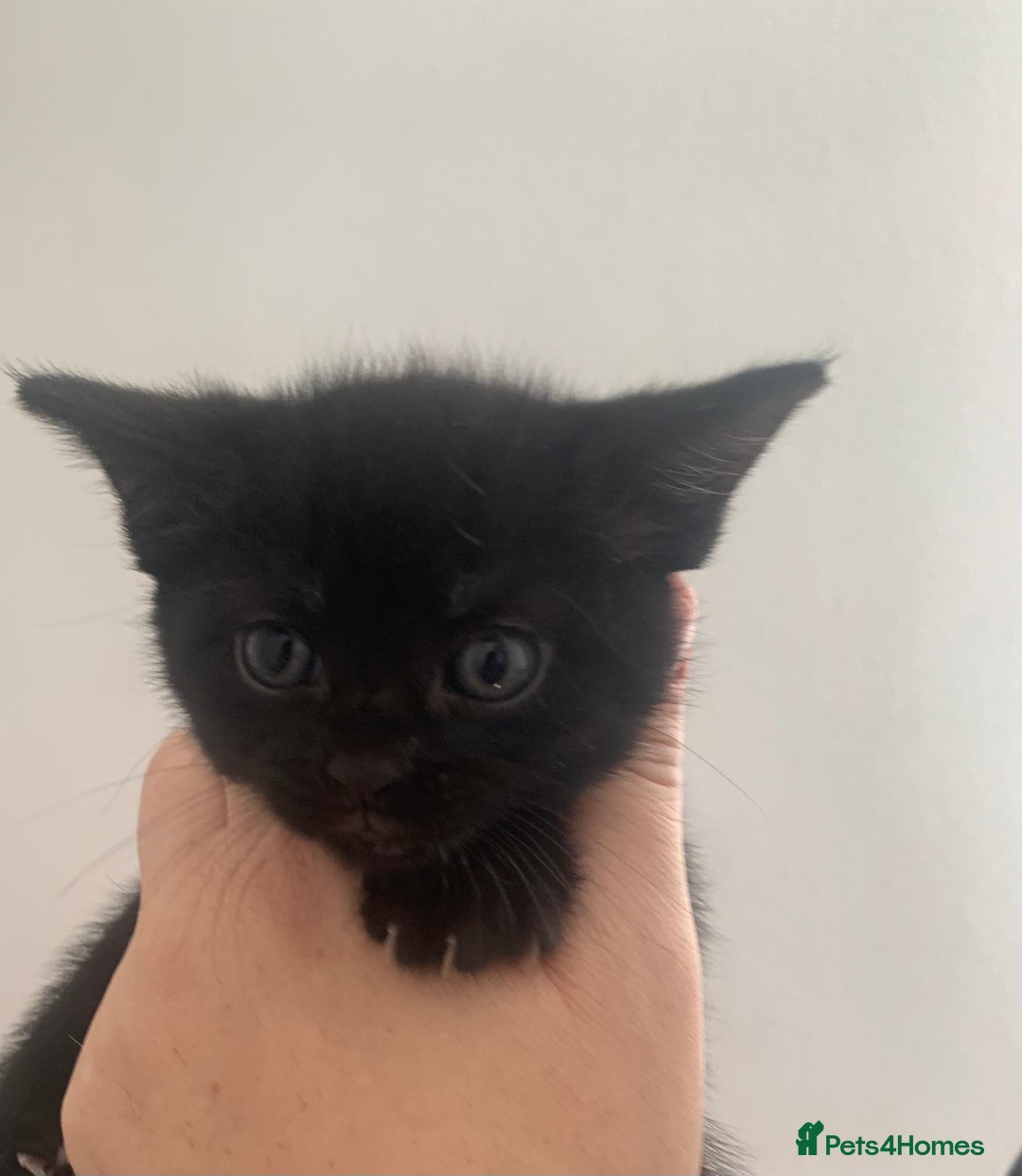 Mixed Breed cats for sale: Boy kitten looking for he’s for ever home  - Image 10