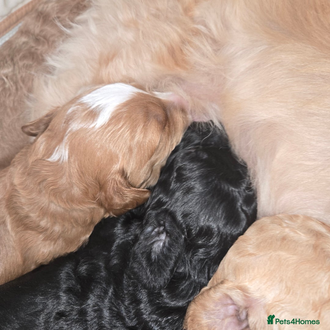 Cavapoo dogs for sale: Teddy bear cavapoo  - Advert 34