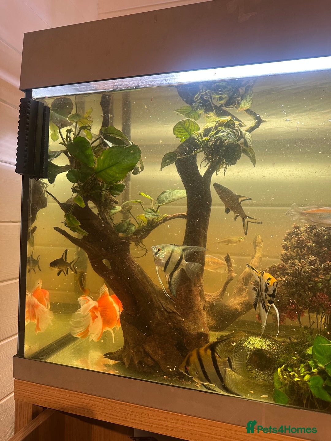 Fancy Goldfish fish for sale: Full fish tank set up - Advert 8