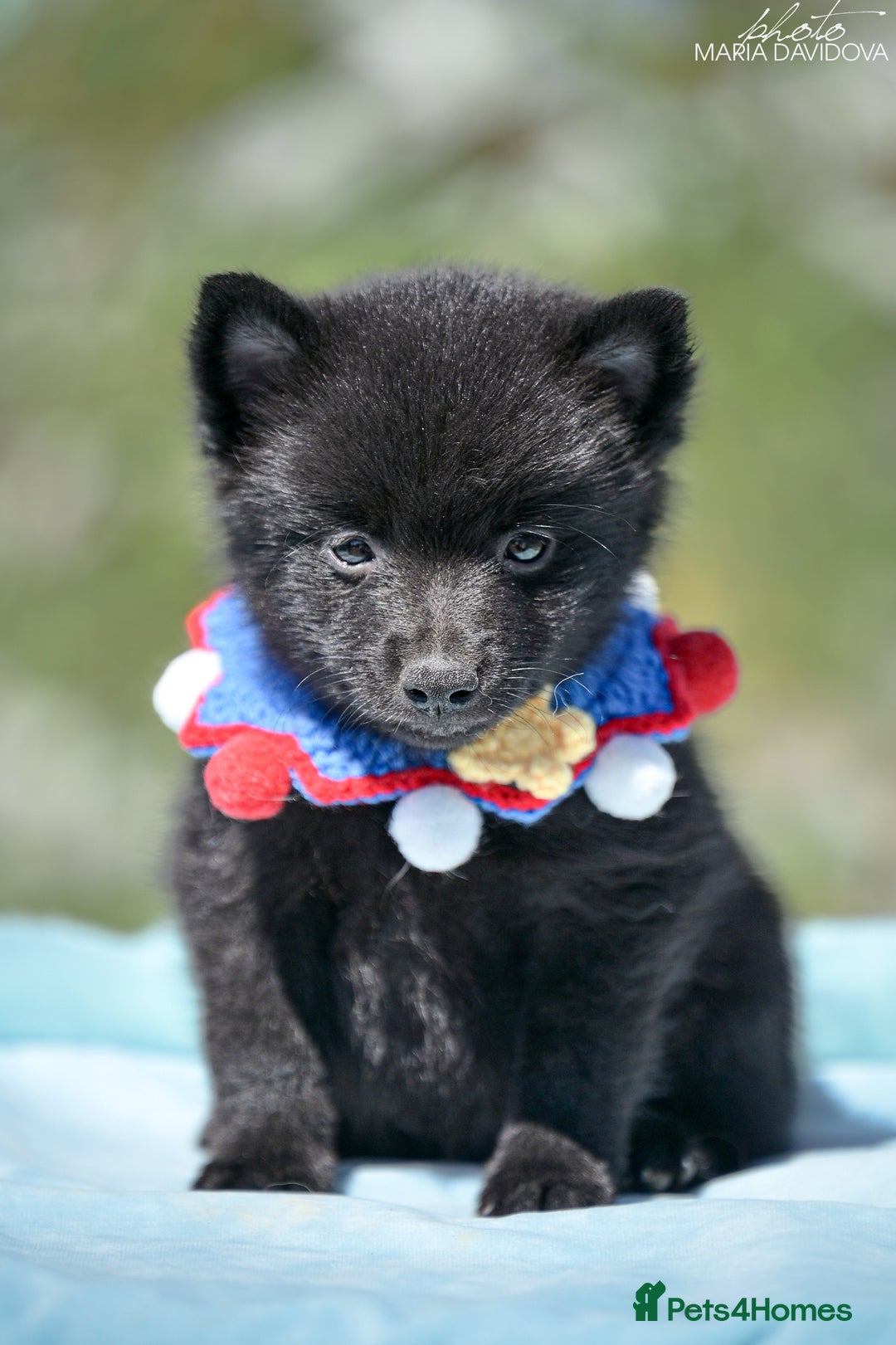 Schipperke dogs for sale: Puppy schipperke  - Image 11