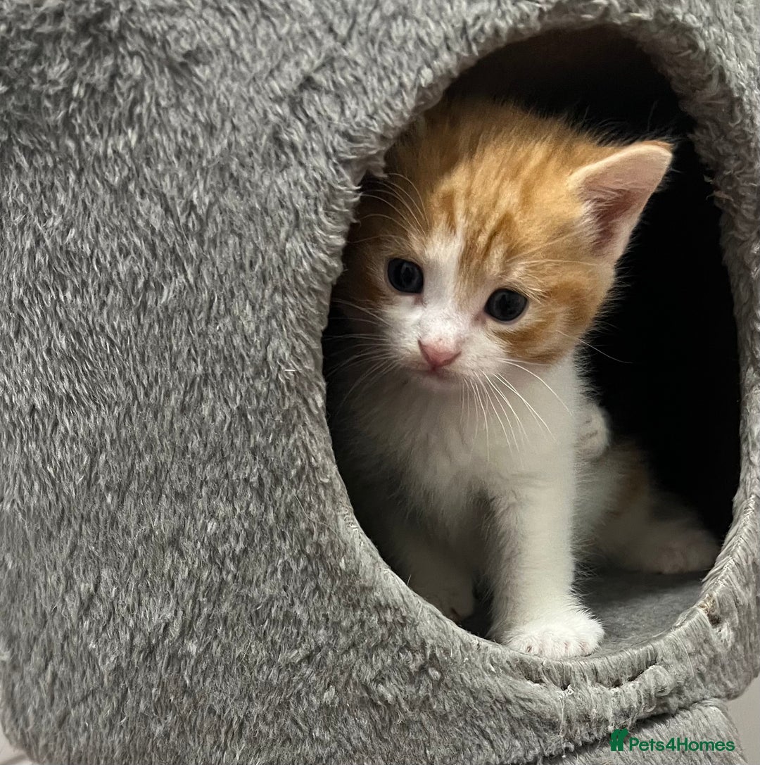 Mixed Breed cats for sale: A Surprise Litter. Dot’s first and last!  - Advert 16