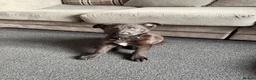 German Shepherd dogs for sale: German shepherd  in Birmingham - Advert 4