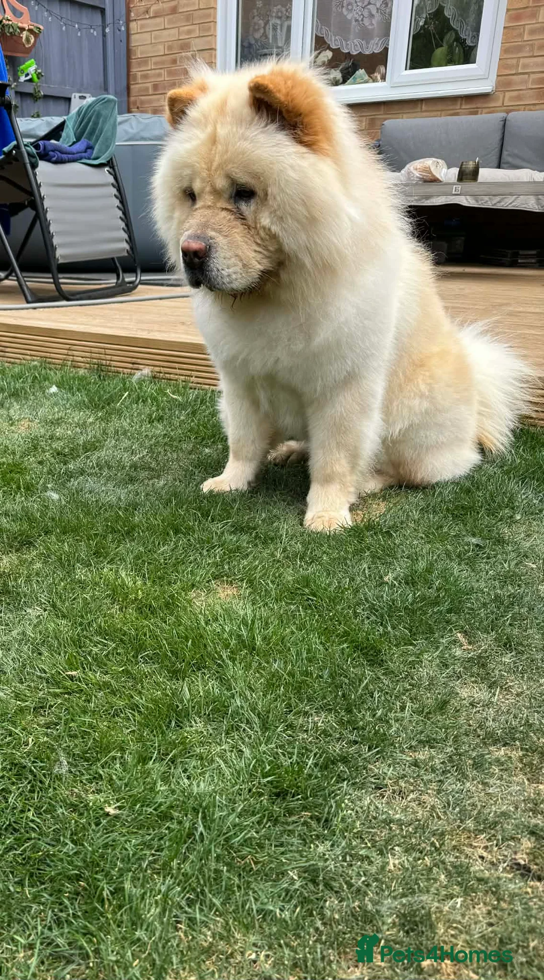 Chow Chow dogs for sale: Chiko chow chow  - Advert 3