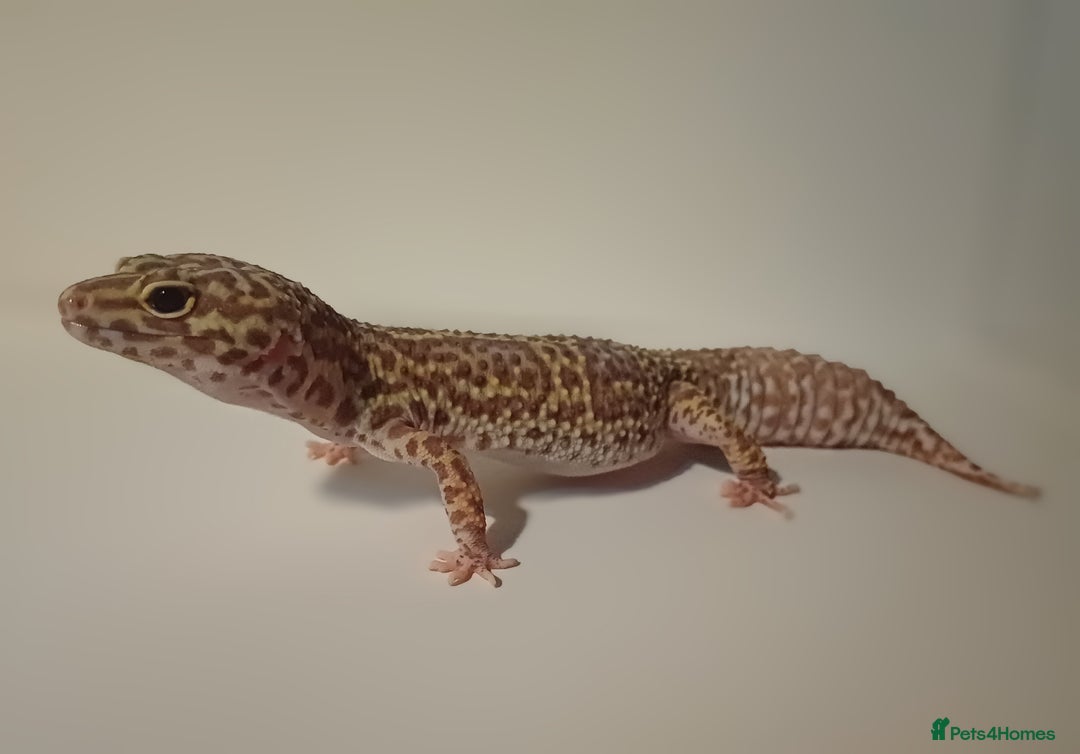 Leopard Gecko reptiles for sale: Female Leopard Gecko RESERVED - Advert 4