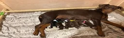 Dobermann dogs for sale: Rose 🌹 has had her first litter  - Advert 3