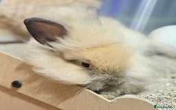 Lionhead rabbits for sale: Double Mane (f)&No Mane(m) Lionhead £50 & £2 - Image 12
