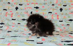 Pomeranian dogs for sale: Teddy Bear Pomeranian Puppies  - Image 7