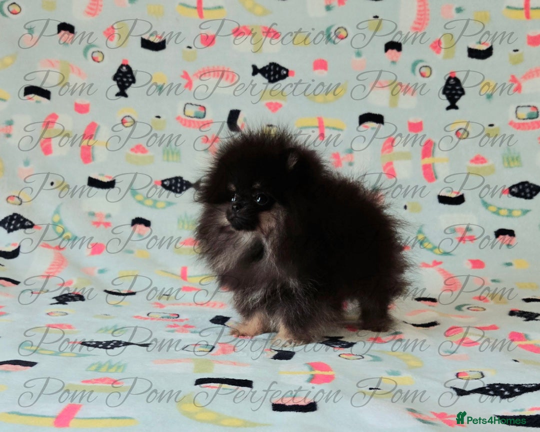 Pomeranian dogs for sale: Teddy Bear Pomeranian Puppies  - Image 7