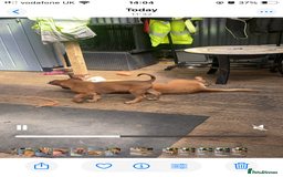 Mixed Breed dogs for sale: Belgian Shepherd Malinois x German Shepherd  - Image 7