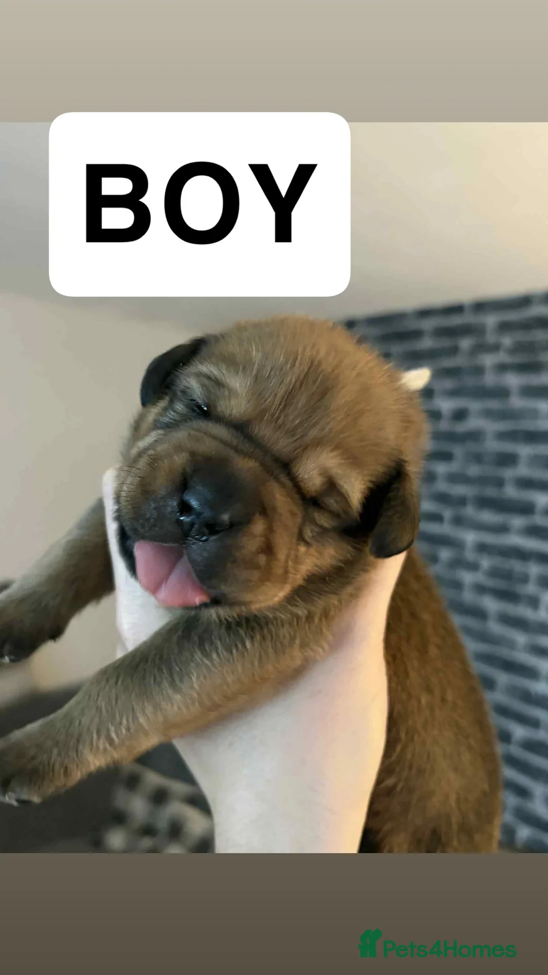 Mixed Breed dogs for sale: Rottweiler x Dogue De Bordeaux puppies - Advert 8