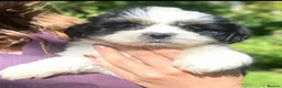 Shih Tzu dogs for sale: 💝SUPER CUTE MALSHI PUPS💝 Ready soon 🌟 - Advert 4