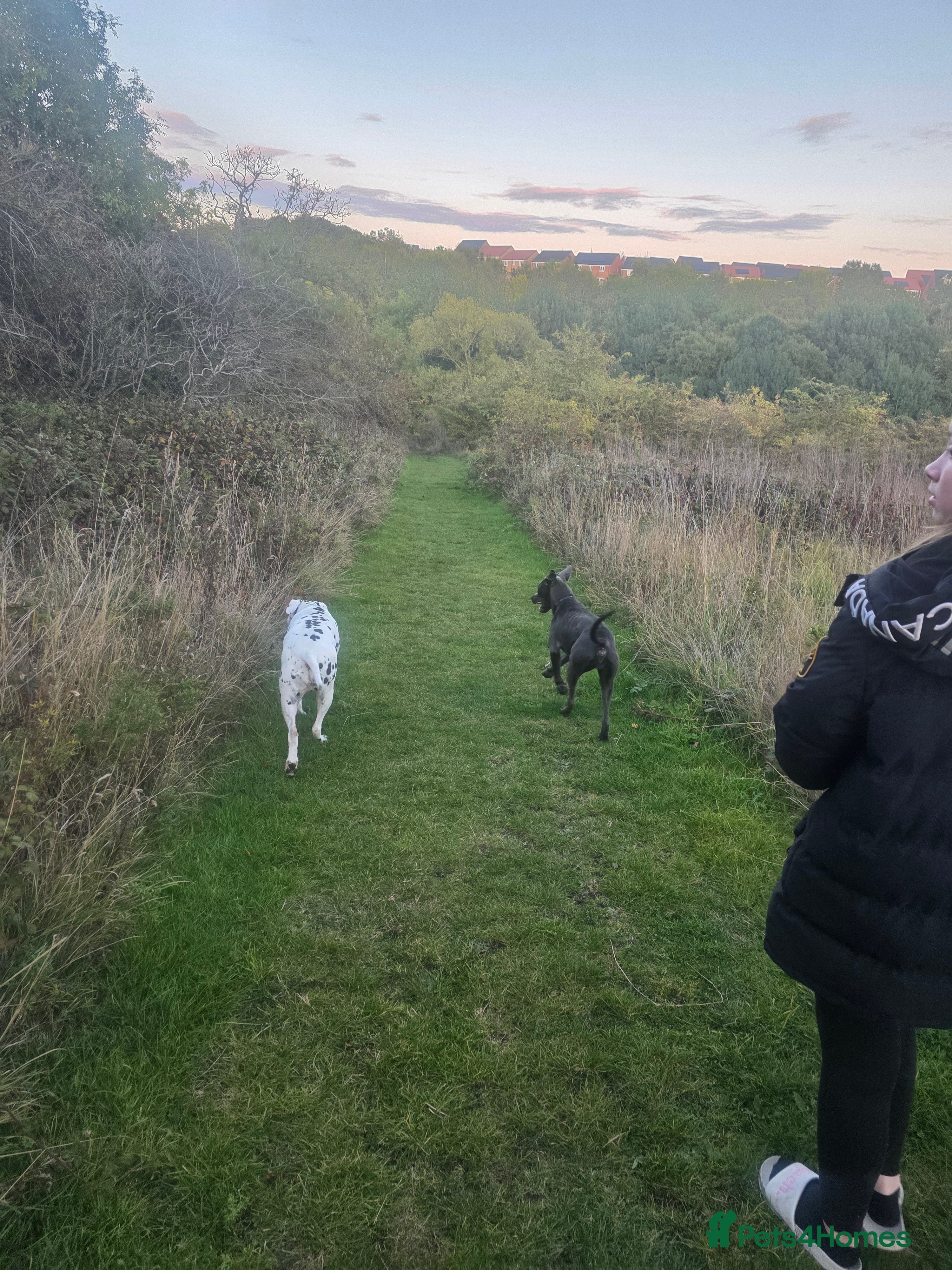 Mixed Breed dogs Beautiful great dane x cane corso for adoption  - Advert 5