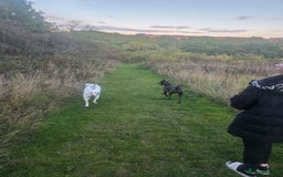 Mixed Breed dogs for sale: Beautiful great dane x cane corso for adoption  - Advert 1