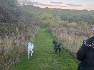 Mixed Breed dogs for sale: Beautiful great dane x cane corso for adoption - Advert 1