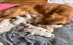 Golden Retriever dogs for sale: 8 Beautiful golden retrievers puppies for sale ❤️ - Advert 12
