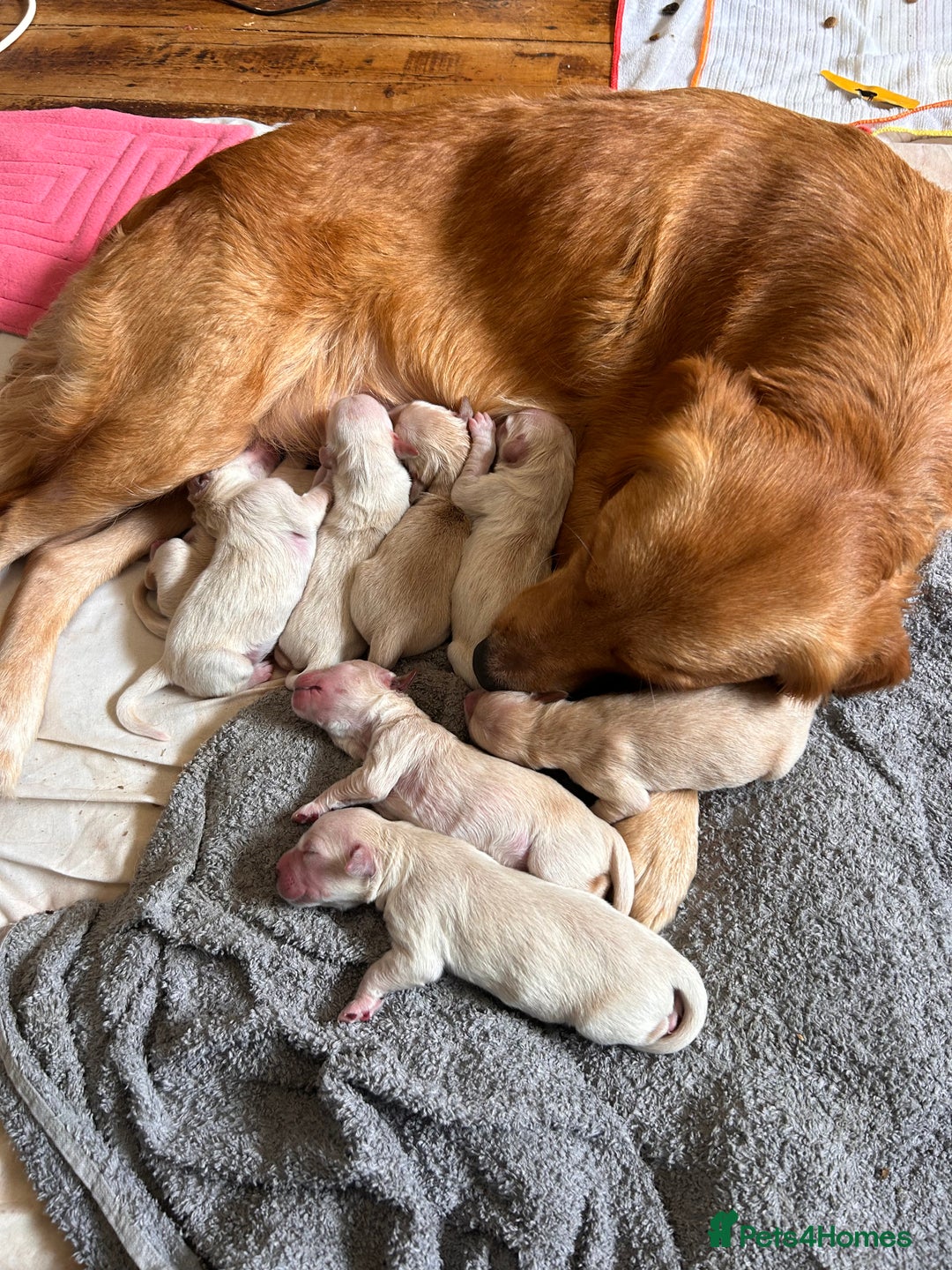 Golden Retriever dogs for sale: 8 Beautiful golden retrievers puppies for sale ❤️ - Advert 12