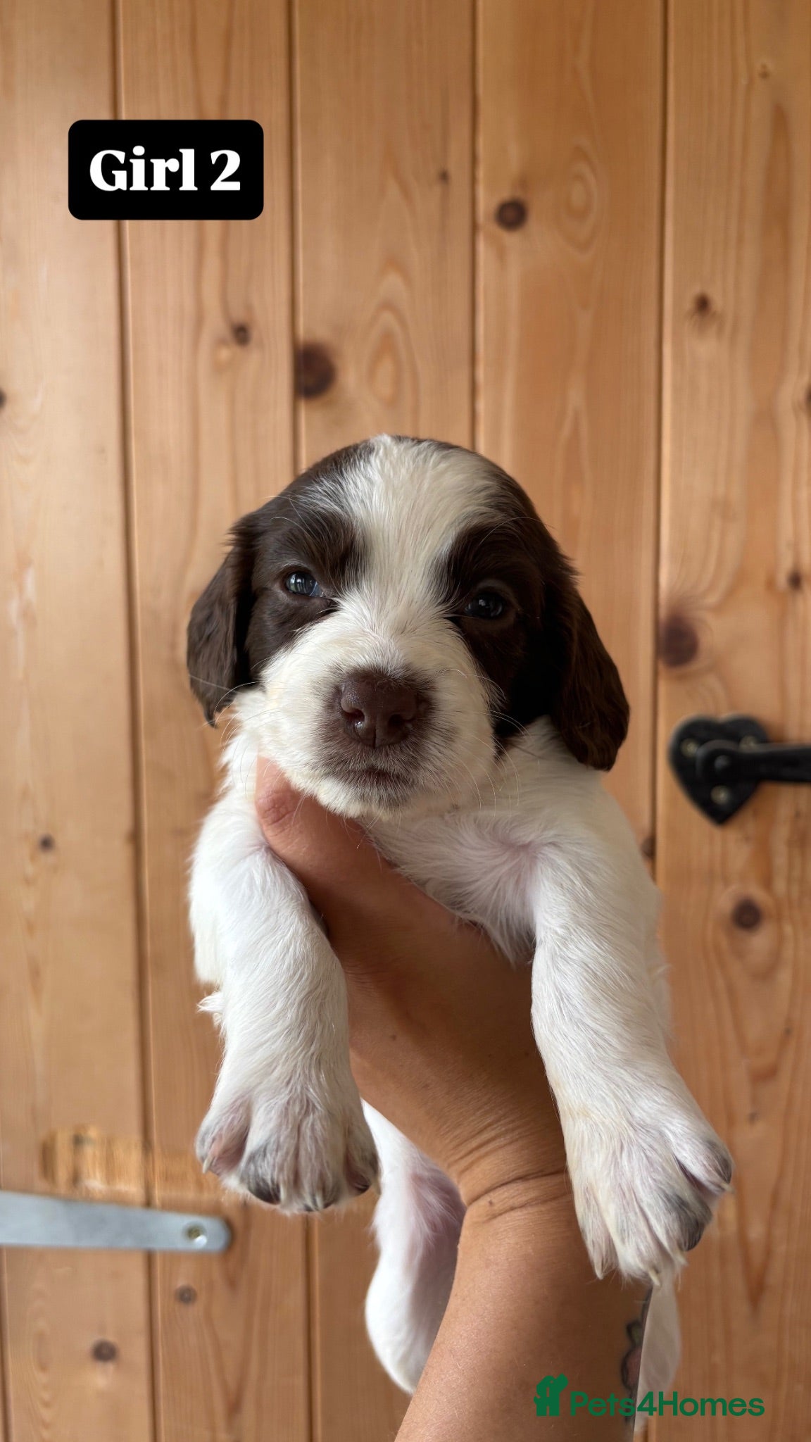 English Springer Spaniel dogs Working Pure Springer Spaniel Puppies  - Advert 11