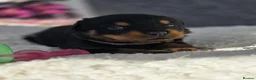 Rottweiler dogs for sale: Gorgeous Rottweiler Puppies  - Advert 22