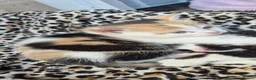 Mixed Breed cats for sale: Kitten in Sheffield - Advert 1