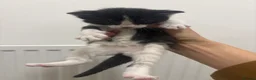 Mixed Breed cats for sale: Beautiful Black & White Kittens - Advert 5