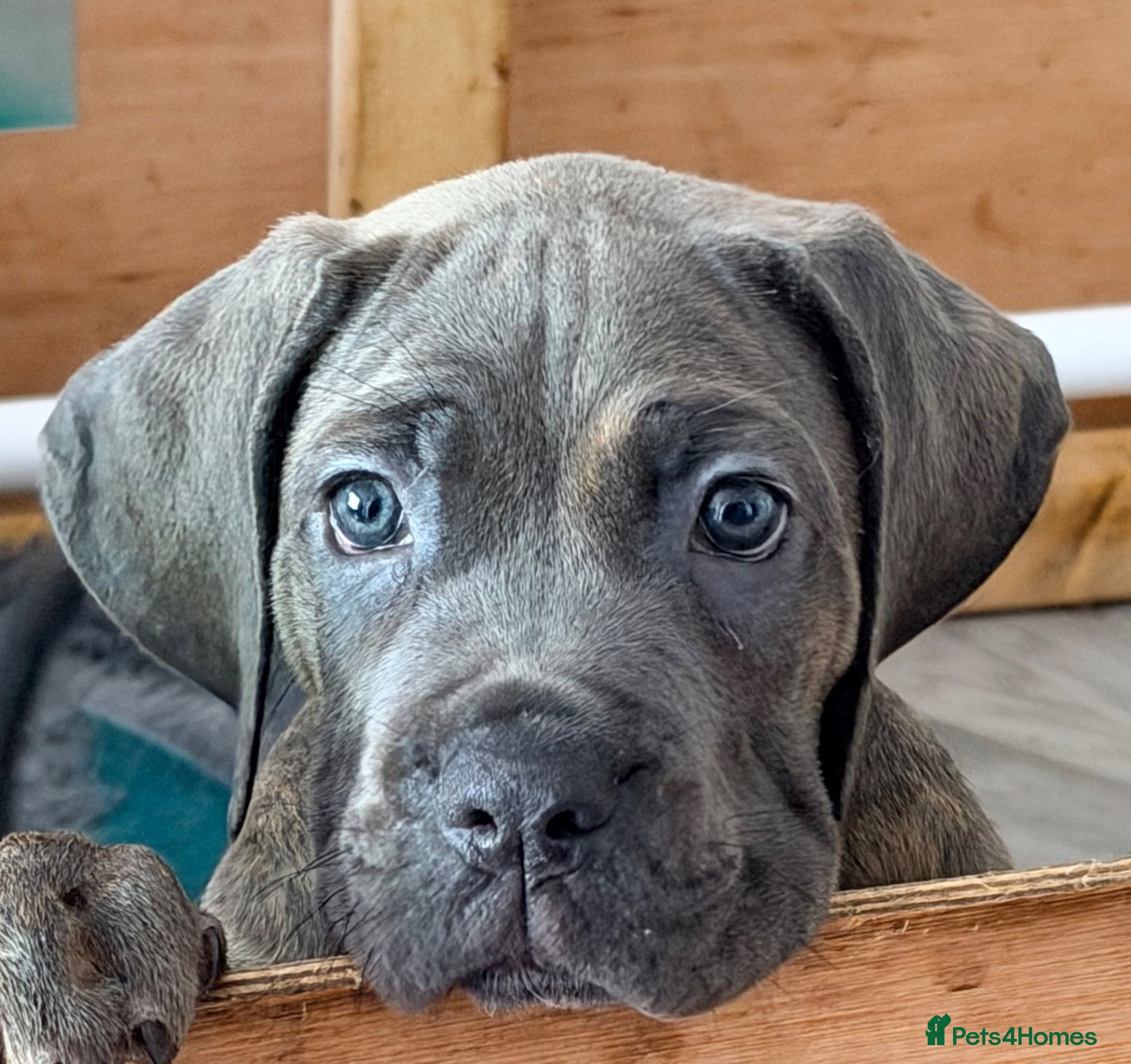 Cane Corso dogs PICK OF THE LITTER READY NOW- Lockdown Kennels UK - Advert 2
