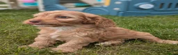 Cockapoo dogs for sale: Miniature F1 Cockapoo Pups, Health Tested Parents - Advert 6